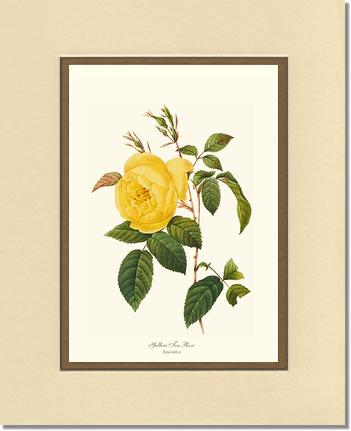Rose Wall Art Print: Tea Rose, Yellow - Vintage Botanical Wall Decor- Charting Nature