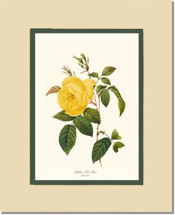Rose Wall Art Print: Tea Rose, Yellow - Vintage Botanical Wall Decor- Charting Nature