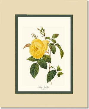 Tea Rose, Yellow