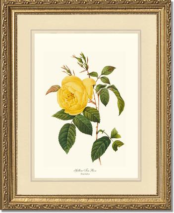 Rose Wall Art Print: Tea Rose, Yellow - Vintage Botanical Wall Decor- Charting Nature