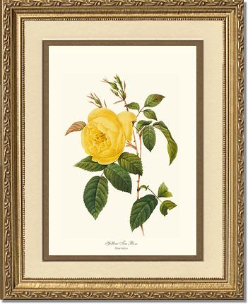 Rose Wall Art Print: Tea Rose, Yellow - Vintage Botanical Wall Decor- Charting Nature