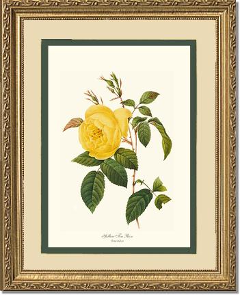 Rose Wall Art Print: Tea Rose, Yellow - Vintage Botanical Wall Decor- Charting Nature