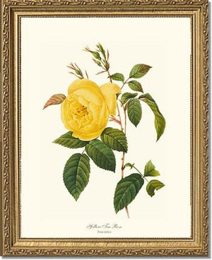Tea Rose, Yellow