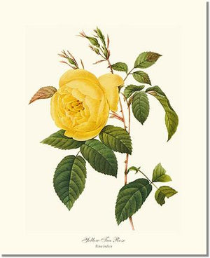 Rose Wall Art Print: Tea Rose, Yellow - Vintage Botanical Wall Decor- Charting Nature