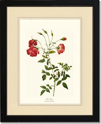 Rose Wall Art Print: Red Tea Rose - Vintage Botanical Wall Decor- Charting Nature