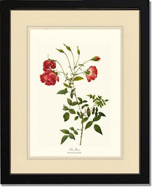 Red Tea Rose