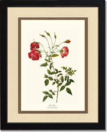 Rose Wall Art Print: Red Tea Rose - Vintage Botanical Wall Decor- Charting Nature