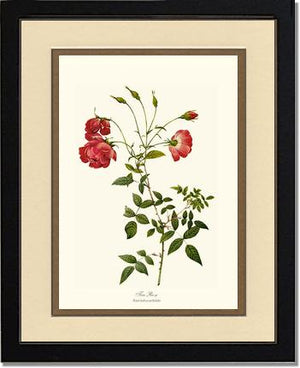 Red Tea Rose