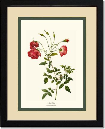 Rose Wall Art Print: Red Tea Rose - Vintage Botanical Wall Decor- Charting Nature