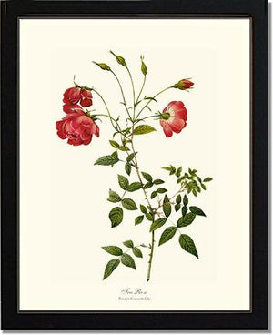 Red Tea Rose