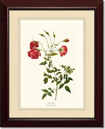 Rose Wall Art Print: Red Tea Rose - Vintage Botanical Wall Decor- Charting Nature