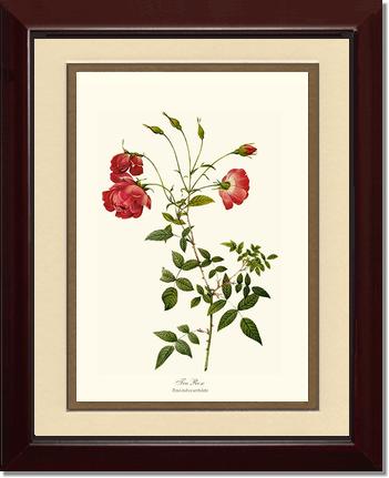 Rose Wall Art Print: Red Tea Rose - Vintage Botanical Wall Decor- Charting Nature