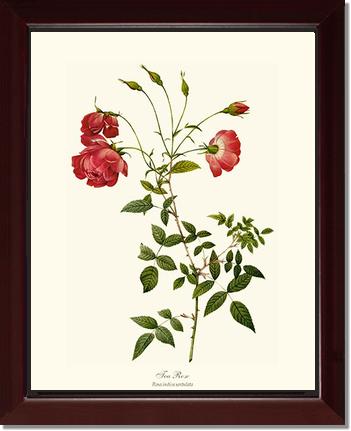 Rose Wall Art Print: Red Tea Rose - Vintage Botanical Wall Decor- Charting Nature