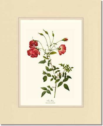 Rose Wall Art Print: Red Tea Rose - Vintage Botanical Wall Decor- Charting Nature