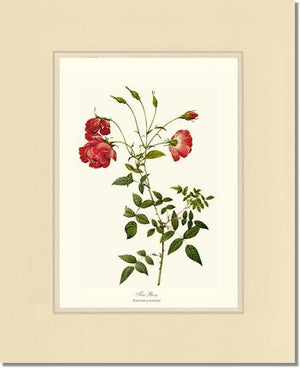 Red Tea Rose
