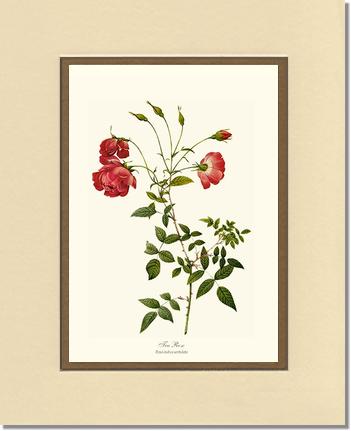 Rose Wall Art Print: Red Tea Rose - Vintage Botanical Wall Decor- Charting Nature