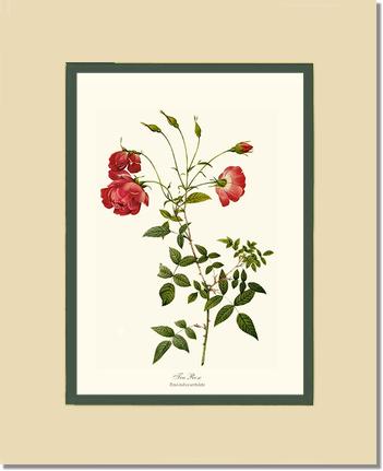 Rose Wall Art Print: Red Tea Rose - Vintage Botanical Wall Decor- Charting Nature