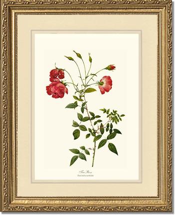 Rose Wall Art Print: Red Tea Rose - Vintage Botanical Wall Decor- Charting Nature