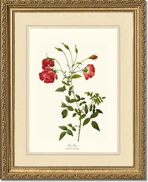 Red Tea Rose