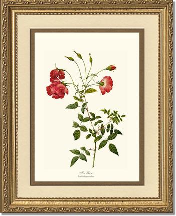 Rose Wall Art Print: Red Tea Rose - Vintage Botanical Wall Decor- Charting Nature