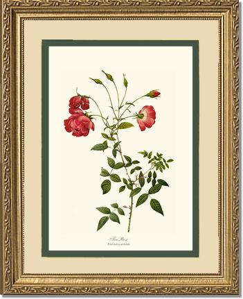 Rose Wall Art Print: Red Tea Rose - Vintage Botanical Wall Decor- Charting Nature