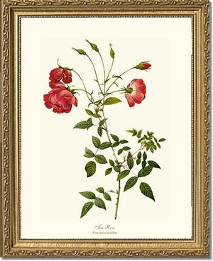 Red Tea Rose