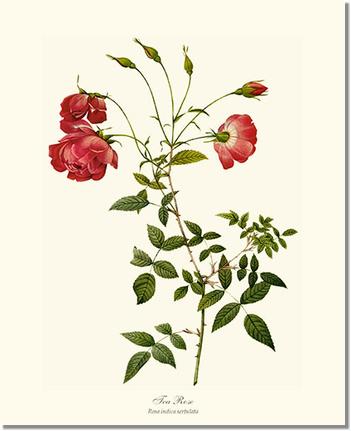 Rose Wall Art Print: Red Tea Rose - Vintage Botanical Wall Decor- Charting Nature