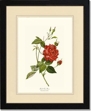 Rose Wall Art Print: Red Tea Rose - Vintage Botanical Wall Decor- Charting Nature