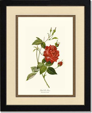 Rose Wall Art Print: Red Tea Rose - Vintage Botanical Wall Decor- Charting Nature