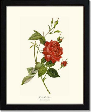 Rose Wall Art Print: Red Tea Rose - Vintage Botanical Wall Decor- Charting Nature