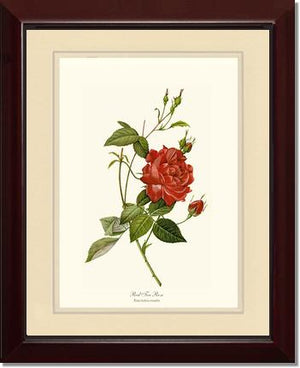 Rose Wall Art Print: Red Tea Rose - Vintage Botanical Wall Decor- Charting Nature