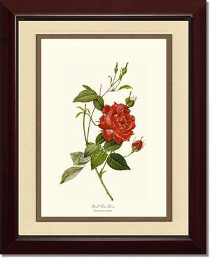 Rose Wall Art Print: Red Tea Rose - Vintage Botanical Wall Decor- Charting Nature