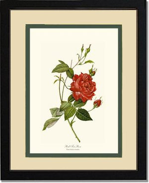 Rose Wall Art Print: Red Tea Rose - Vintage Botanical Wall Decor- Charting Nature