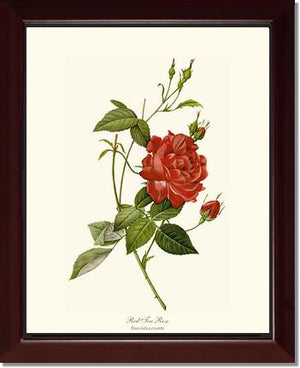 Rose Wall Art Print: Red Tea Rose - Vintage Botanical Wall Decor- Charting Nature