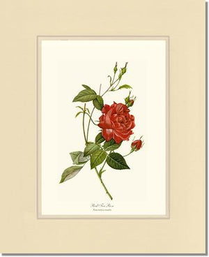 Red Tea Rose