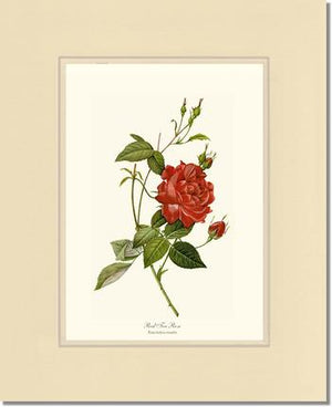 Rose Wall Art Print: Red Tea Rose - Vintage Botanical Wall Decor- Charting Nature