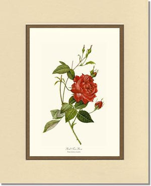 Rose Wall Art Print: Red Tea Rose - Vintage Botanical Wall Decor- Charting Nature