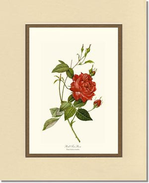 Red Tea Rose