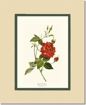 Rose Wall Art Print: Red Tea Rose - Vintage Botanical Wall Decor- Charting Nature