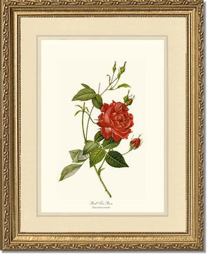 Rose Wall Art Print: Red Tea Rose - Vintage Botanical Wall Decor- Charting Nature