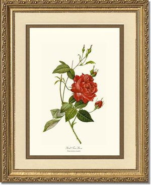 Rose Wall Art Print: Red Tea Rose - Vintage Botanical Wall Decor- Charting Nature