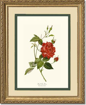 Rose Wall Art Print: Red Tea Rose - Vintage Botanical Wall Decor- Charting Nature