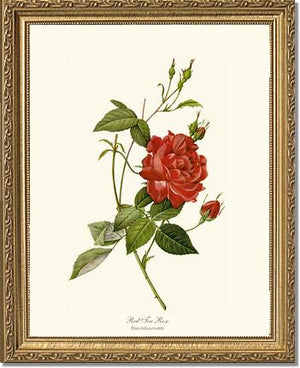 Rose Wall Art Print: Red Tea Rose - Vintage Botanical Wall Decor- Charting Nature