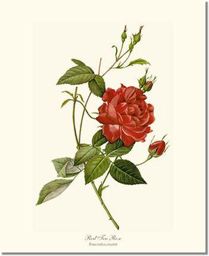 Rose Wall Art Print: Red Tea Rose - Vintage Botanical Wall Decor- Charting Nature