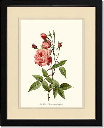 Rose Wall Art Print: Tea Rose, Common - Vintage Botanical Wall Decor- Charting Nature