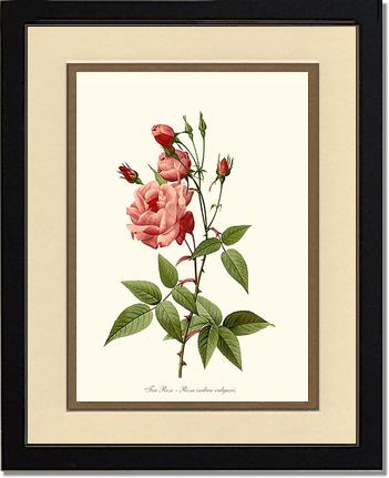 Rose Wall Art Print: Tea Rose, Common - Vintage Botanical Wall Decor- Charting Nature