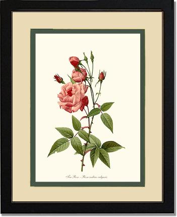 Rose Wall Art Print: Tea Rose, Common - Vintage Botanical Wall Decor- Charting Nature