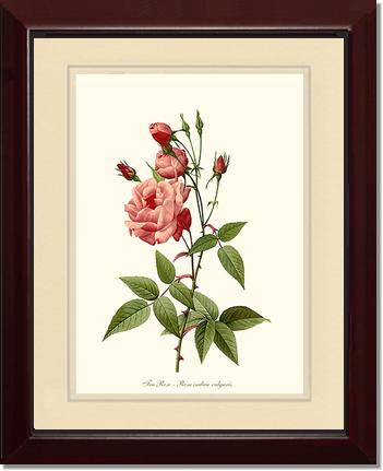 Rose Wall Art Print: Tea Rose, Common - Vintage Botanical Wall Decor- Charting Nature
