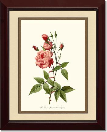 Rose Wall Art Print: Tea Rose, Common - Vintage Botanical Wall Decor- Charting Nature
