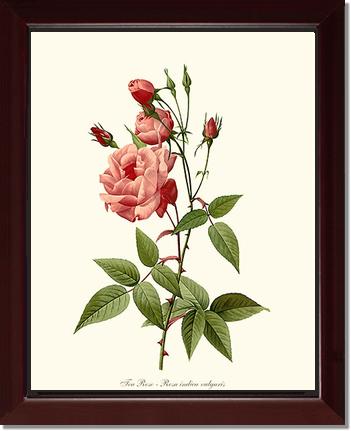 Rose Wall Art Print: Tea Rose, Common - Vintage Botanical Wall Decor- Charting Nature